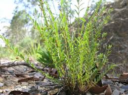 Image result for Phyllanthus