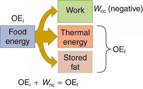 Work Energy And Power In Humans Physics
