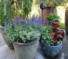 Tips on watering plants in extreme heat. How To Help Your Plants Through Oregon S Heat Wave Oregonlive Com