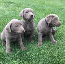 All of our puppies for sale come from usda licensed breeders and hobby breeders who have 5 or fewer breeding mothers, and whom. Idaho S Finest Silver Labrador Kennels The Home Of Beautiful Silver Labs Home Facebook