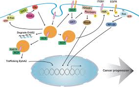 Rcp as a collection of frameworks. Rab25 And Rcp In Cancer Progression Springerlink