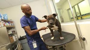 Consider adopting a dog or cat if you decide to add a pet to your family. Report Clears Miami Dade Animal Shelter Of Abusing Pets And Faking Numbers Miami Herald
