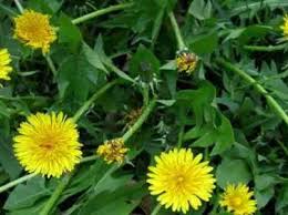 Karahindiba Nasil Kullanilir Karahindibanin Faydalari Nelerdir Karahindiba Kara Hindiba Tibbi Bitkiler