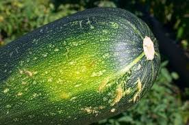 The third type of cucumber is parthenocarpic. How To Train Zucchini To Vine On A Trellis Ehow Growing Zucchini Zucchini Plants Garden Vines