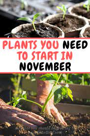 What To Sow And Grow In The Month Of November Pastel Dwelling November Month Growing Raspberries Raspberry Plants