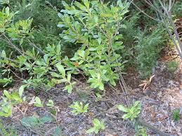 Oct 14, 2015 · northern bayberry (morella pensylvanica; Plant Profile