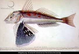 New Zealand Gurnard William Home Lizars Shell Art New Zealand Fish