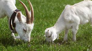 Image result for Q Fever