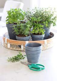 Put Your Small Plant Pots To Use Indoor Herb Garden Herbs Indoors Planting Herbs Indoors