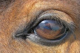Equine Vision Wikipedia