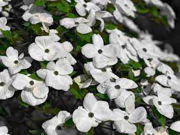 Best flowering trees for washington state. Ornamental And Landscape Trees Landing Page