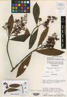 Image result for Ardisiandra sibthorpioides