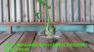 Seperti yang telah diketahui seledri merupakan sejenis sayuran yang banyak digunakan sebagai lalapan, bahan makanan, bahkan bisa dijadikan sebagai obat herbal. Cara Menanam Daun Sop Tanpa Akar Info Kece