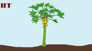 How To Draw A Papaya Tree Step By Step Youtube See more ideas about drawing for kids, easy drawings, drawings. how to draw a papaya tree step by step