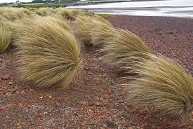 Image result for Aristida stipoides