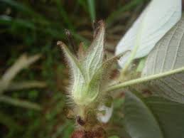 Image result for Sabicea bequaertii