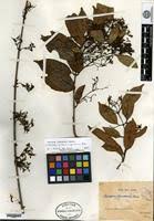 Image result for Baissea viridiflora