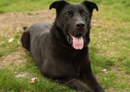 Maybe you would like to learn more about one of these? Image Result For Labrador Australian Cattle German Shepherd Lab Mix German Shepard Lab Mix German Shepherd