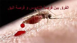 Pin On الفرق بين قرصة الناموس وقرصة البق