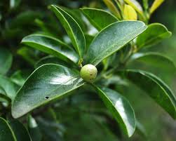 Image result for Diospyros dichrophylla