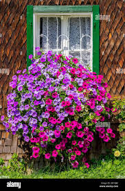 Image result for foto surfínie