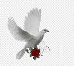 Animasi greenscreen merpati pigeon dove Colombe Png Pngegg