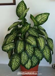 Dieffenbachia Plants Miniature Plants Mini Plants