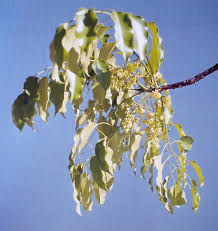 Image result for Entandrophragma delevoyi