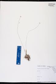 Image result for Syngonanthus robinsonii