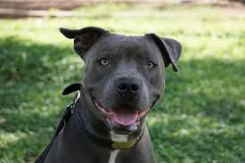 Worldwide, is an american rapper. 15 Interesting Facts About The Blue Nose Pitbull Innovet Pet