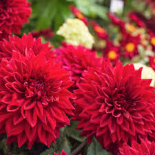 We did not find results for: Dahlia Nursery St Albans Aylett Nurseries