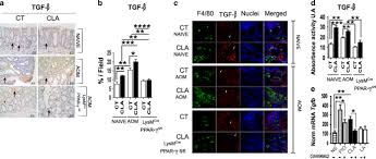 The female version of charles meaning free man. Cla Supplemented Diet Accelerates Experimental Colorectal Cancer By Inducing Tgf B Producing Macrophages And T Cells Mucosal Immunology