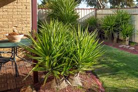 Image result for Yucca