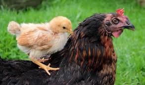 Epingle Sur Poule