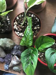 Any Ideas Why This One Leaf On My Monstera Adansonii Is Curling It S A New Leaf But It Already Unfurled And Is Now Curling The Opposite Direction Houseplants