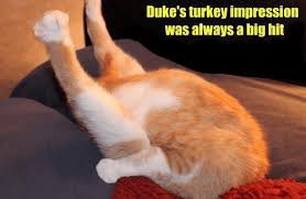 If Your Thanksgiving Evening Gets Boring Bring In The Cat Funny Cats Funny Cat Memes Silly Cats
