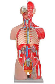 Human torso body model anatomy anatomical medical internal organs for teaching. Health Management And Leadership Portal Torso Anatomical Model Dual Sex 6000 53 Altay Scientific Healthmanagement Org