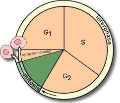 cell reproduction mitosis and cancer