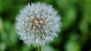 Maybe you would like to learn more about one of these? Dandelion Bunga Liar Yang Bermanfaat Sebagai Tanaman Obat