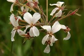 Image result for Pelargonium luridum