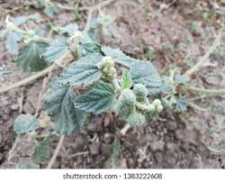 Image result for Chrozophora plicata