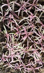 Image result for Hygrophila cataractae