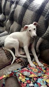 We want to help walk you through the puppyhood journey. My Whippet Puppy 6 Months Old So Cute Whippet Puppies Puppies Whippet