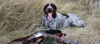 Image result for český fousek stavba těla