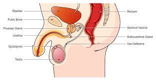 Reproductive System Males In 2021 Reproductive System Body Systems Medicine Images
