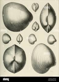Image result for Lopholaena sp.no.1