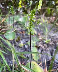 Image result for Holothrix villosa