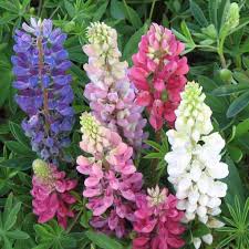 If your zone is equal to or higher than the zone listed for the plant, it will be hardy for you and thrive in your climate. Ferry Morse Plantlings Live Baby Plants 1 3in Mixed Colors Lupine Ferry Morse Home Gardening 202 S Washington St Norton Ma 02766