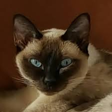 Princess Cats Kedi Resim
