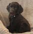 www.boykinspanielrescue.org